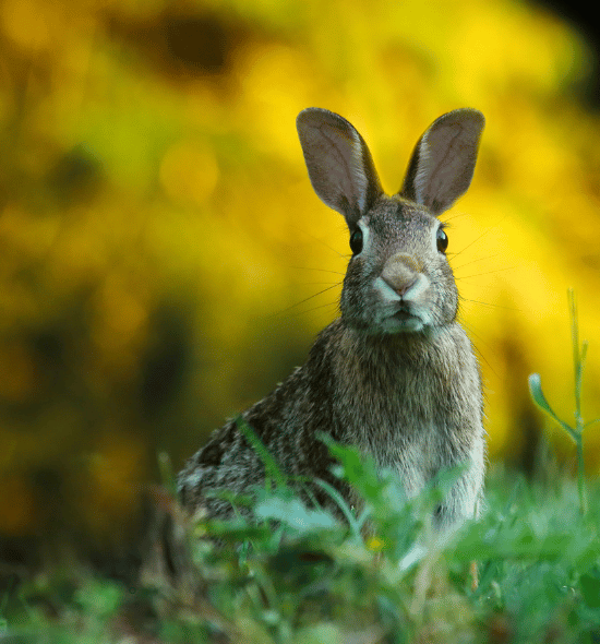 CAÇADAS AOS COELHOS EM COIMBRA