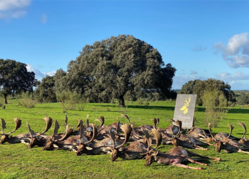 MONTARIA AOS GAMOS – HERDADE DE SANTO ISIDRO