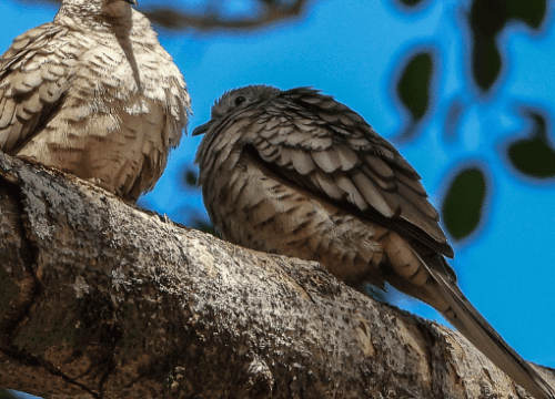 PORTAS DE POMBOS TORCAZES // CANHA