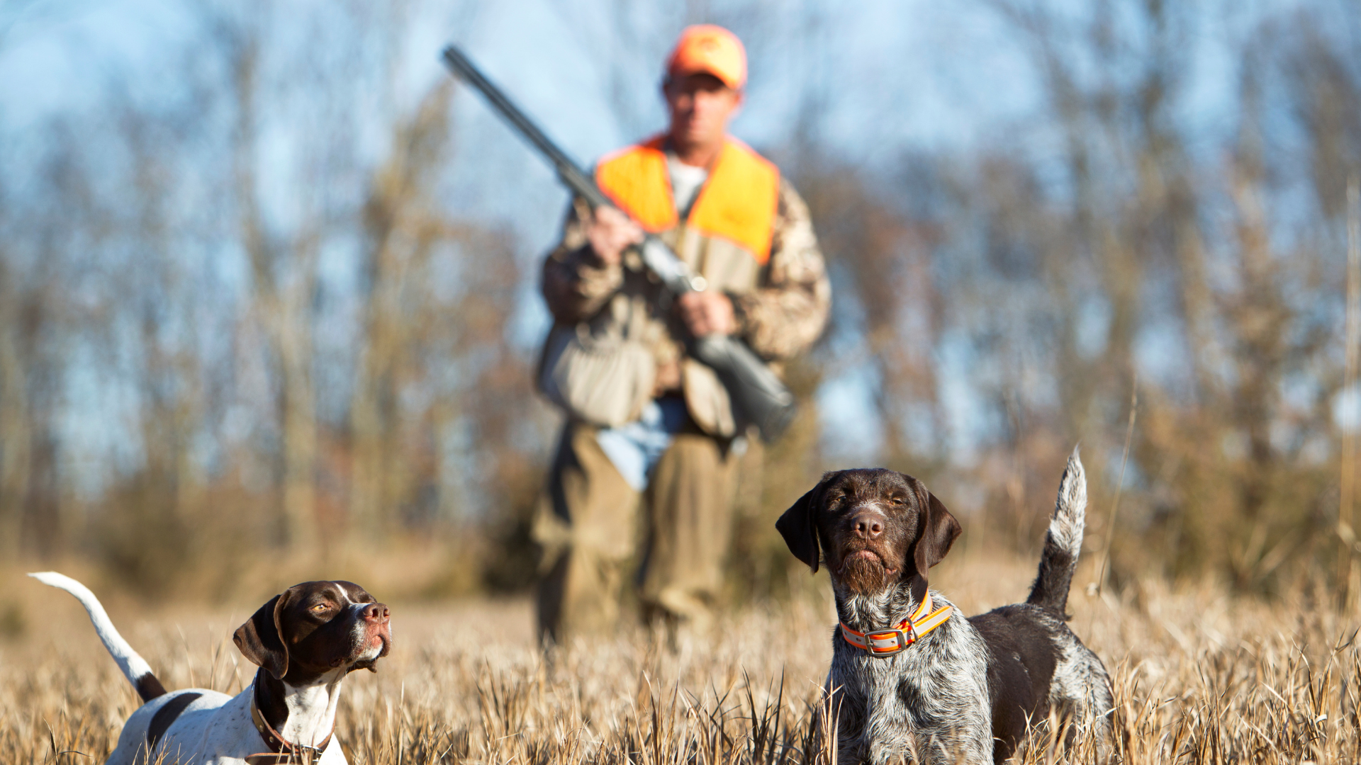 Caça Amster Background