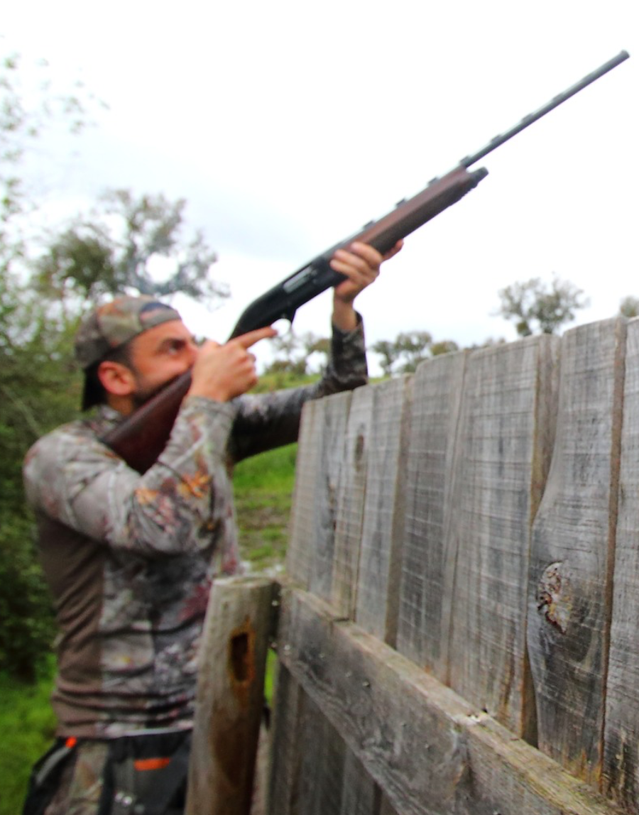 Patos, Perdizes, Faisões e Pombos